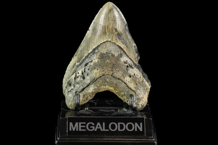 Fossil Megalodon Tooth - North Carolina #109676